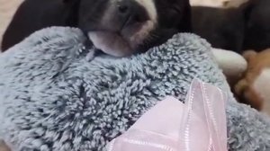 66 "Воробьиная" усталость от сна