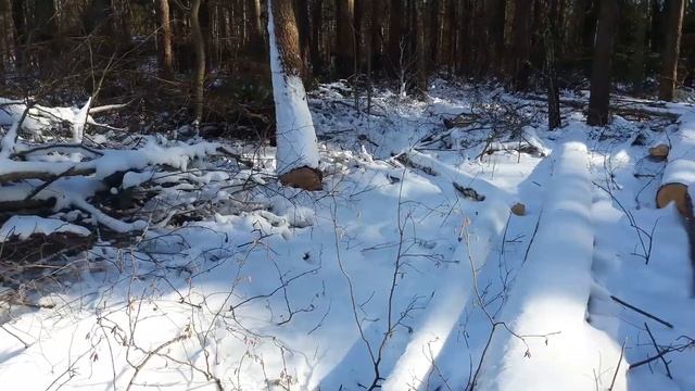 Видео с места незаконной рубки в районе дер. Карташево Алексинского района смотреть онлайн