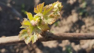 Форма винограда Церера 22 апреля 2025. Виноградник Щереденкова В.А.mp4