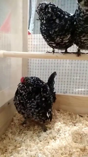 Антверпенская бородатая черный мрамор( пестрый) смотреть онлайн