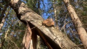 Лесной ручей/Печеночница/