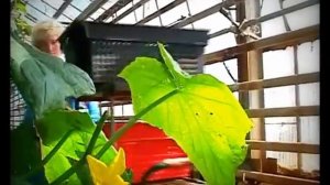 Моя профессия   Овощевод