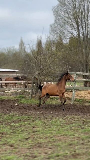 Арабская кобылка на продажу, годовалая, русско-польские линии. #арабскаякобыла