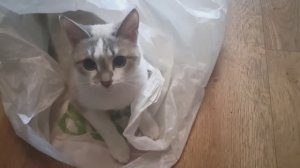 СОНЯ ИГРАЕТ В ПРЯТКИ . ЛЮБИМОЕ МЕСТО–ПАКЕТ