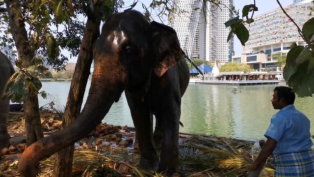 Душ для слона когда жарко, Коломбо, Шри Ланка. Elephant shower when it's hot, Colombo, Sri Lanka смотреть онлайн