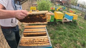 22 апреля 2025, осмотр и расширение 2х маточных семей