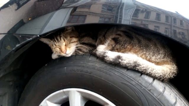 Котик с Новорязанской смотреть онлайн