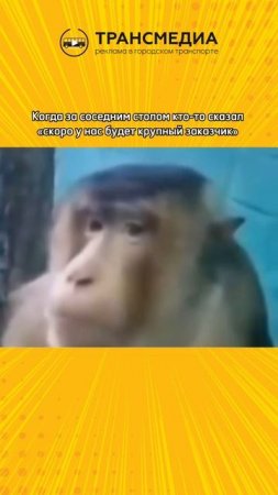 пу пу