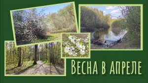 Весна в апреле 22.04.2025 года.