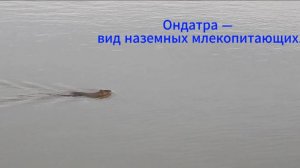 Ондатра