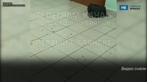 Последствия жестокой драки в брянской школе