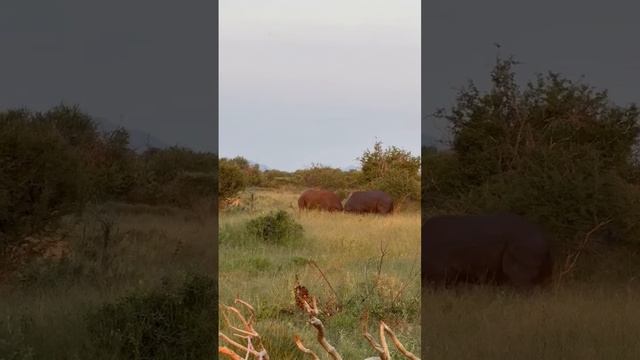 📹 Борьба двух черных носорогов, сражающихся за доминирование, что само по себе необычно... смотреть онлайн