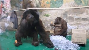 Орангутаны Мишель и Бату доедают завтрак 22.04.2025