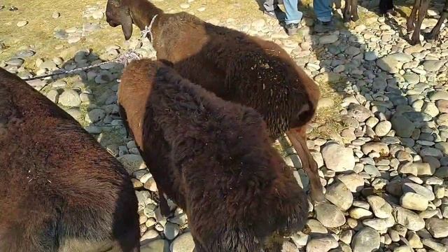 Шанбе бозор Нархои гусфандхо Гиссаркие овцы козы Мол бозор Регар