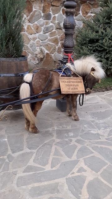 Лошадка на перерыве )) Парк Лога. Каменск-Шахтинский смотреть онлайн