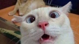 Видео Смешных Котов и Котят для Хорошего Настроения! Подборка Приколов с Котами и Котятами!