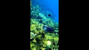 Коралловый риф отеля Bel Air Azur Resort 4*, Египет, Хургада