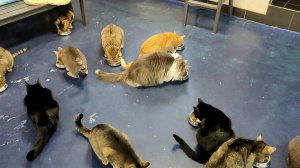 Кормление кошек в котокафе