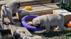 Мопсята. Весёлые ребята