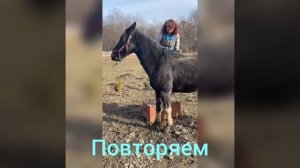 Мягкая заездка лошади