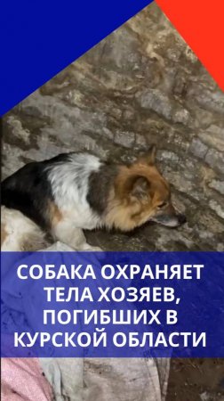 Собака охраняет тела погибших хозяев. Видео из Курской области. Без слёз смотреть невозможно