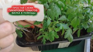 ПИКИРОВКА ТОМАТОВ В АПРЕЛЕ -  ВИЛКА В ПОМОЩЬ! Простая схема пикировки томатов в  стаканчики.