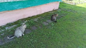 Весна в деревне.Топлю печку в апреле.Цветут сады.