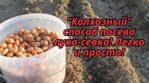 🛠️ Проще некуда! Лук-севок по «колхозному» методу – работает на 100%!