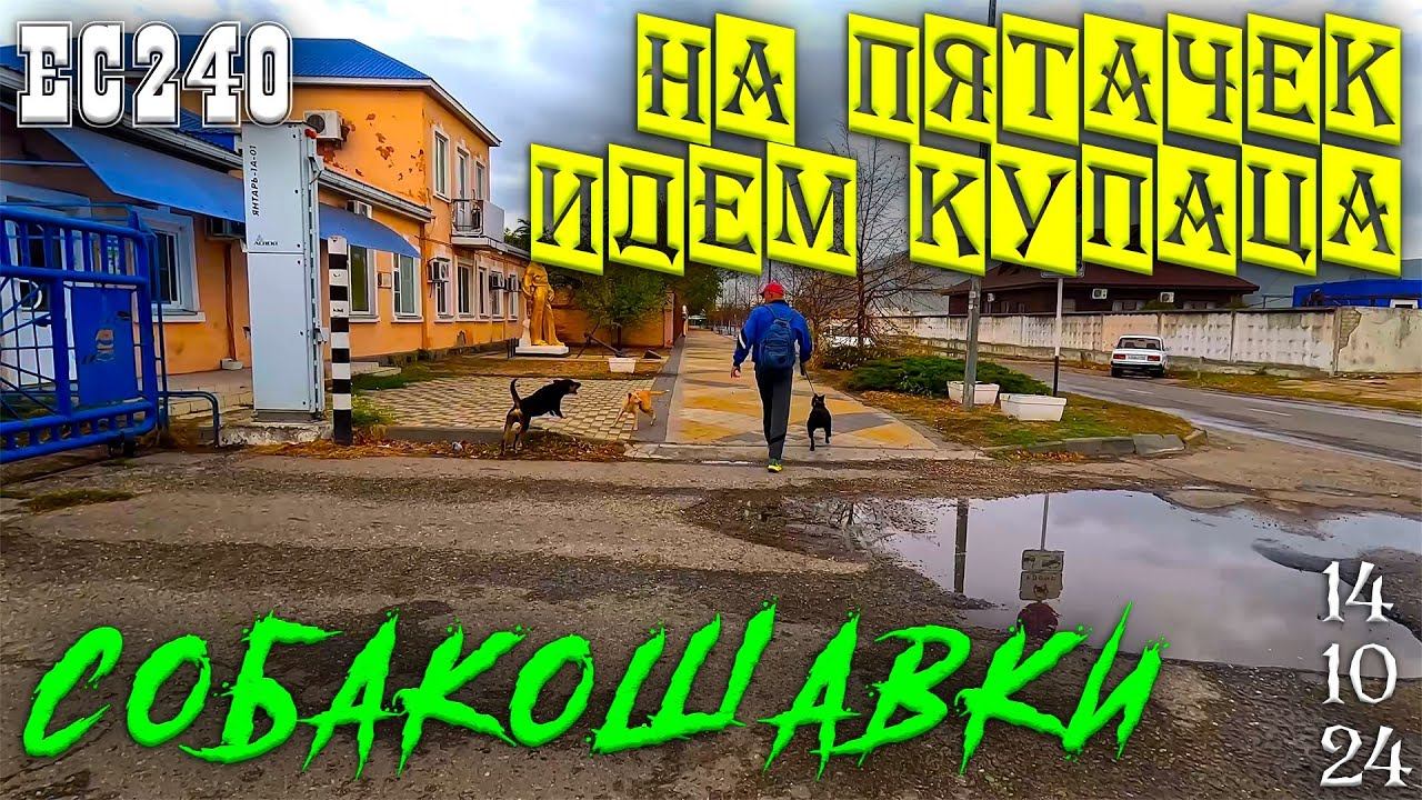 Прогулка на Ейскую косу и огромные стаи собак. 14 октября 2024г