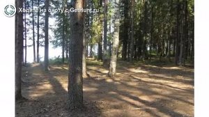 Охота в Вологодской области – Вологодское ОООиР Сокольское районное отделение охота на лося