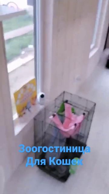 Зоогостиница Для кошек👍👍👍
