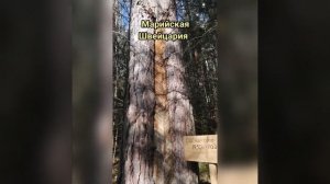 Достопримечательности Марий Эл