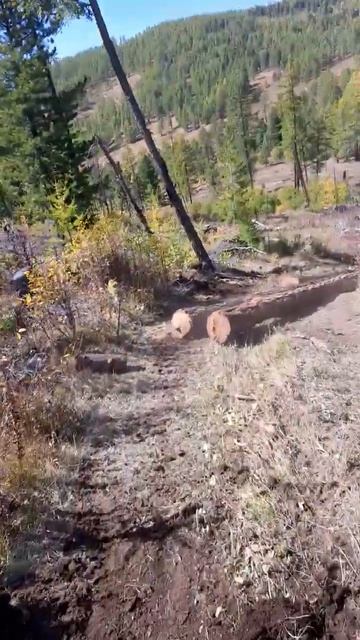 в лесу как на один раз смотреть онлайн