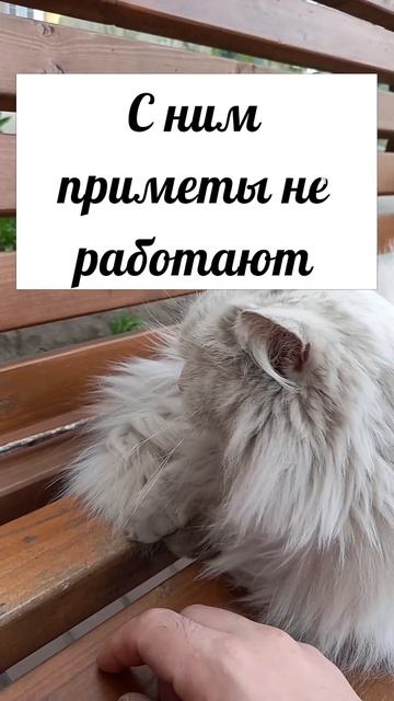 #кот #котэ #коты #котики #котята #котенок #кошка #киса #инстакот #безкотаижизньнета #семья #animals