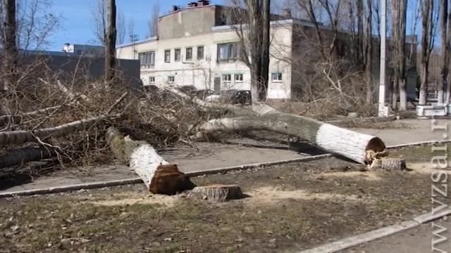 На бульваре в поселке Светлый спилили 39 деревьев смотреть онлайн