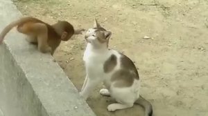 Игра кошки и обезьяны 🤗 Очень неожиданные друзья