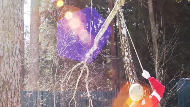 Удаление нескольких берёз промышленными альпинистами