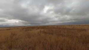 ОХОТА НА ГУСЯ. Тысячи уток на поле. Гусь прет налет за налетом.