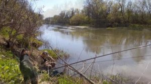 Он клюнул в начале рыбалки. Рыбалка на поплавок в Апреле. Первый трофей в этом сезоне.