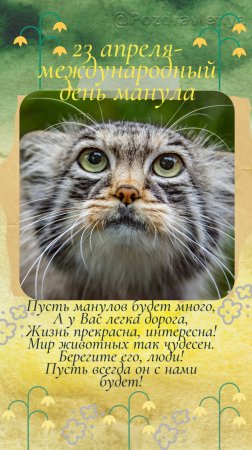 23 апреля- международный день манула
