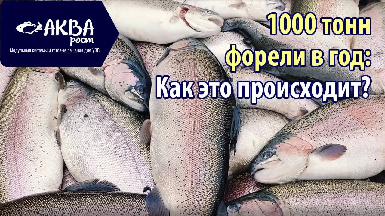 Как производят 1000 тонн форели в год #система #узв #бизнесвдеревне #акварост смотреть онлайн