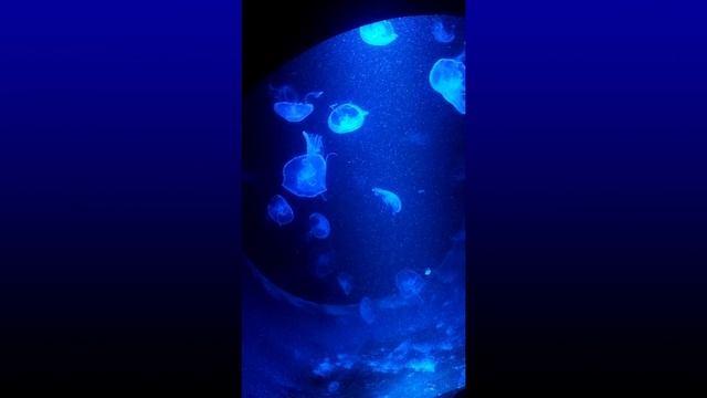 Медузы Плавно плавают С места на место смотреть онлайн