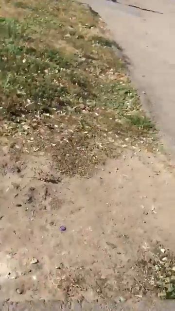 В Харькове разгромили предвыборную палатку «Відродження» смотреть онлайн