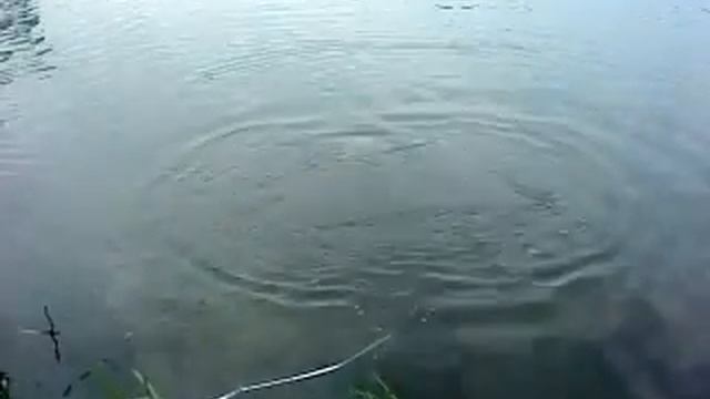 ловля карпа ) 12 кг смотреть онлайн