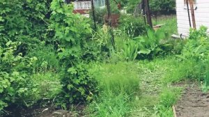 Обзор дачи.Моя дача! Всё что хотели, посадили! Полоть, поливать и отдыхать!