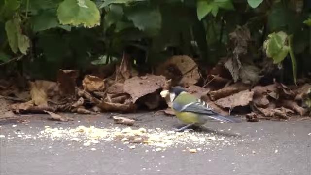 Лосиный остров.... птицы, ужик.. смотреть онлайн