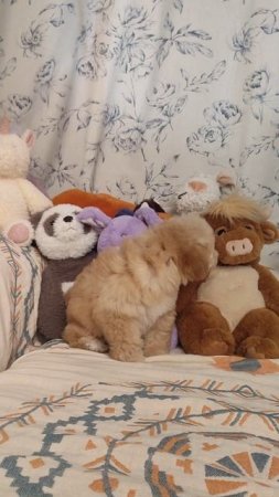 Малышка Ежевика Пушон