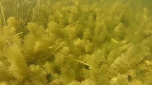 Как Начать Подводную Охоту С Нуля.За Пять Шагов.Курс - цифровая версия