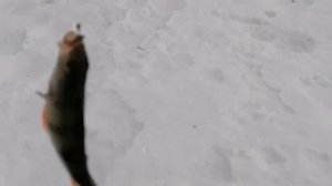 Поставил жерлицы на судака. Верх-Исетский пруд Екатеринбург. 28.02.2024 г. Ловля окуня на мормышку.