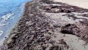 Арбатская стрелка в Сентябре море